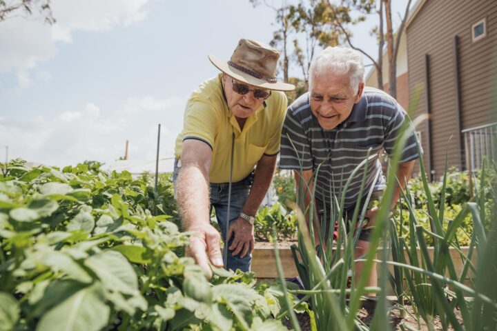 Två äldre män hjälper varandra med odling på sin lott.
